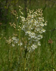 Filipendula vulgaris, photograph (c) Tatyana Sova, some rights reserved (CC BY)