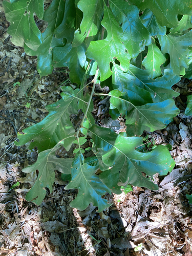 Quercus stellata