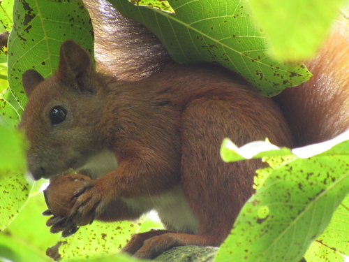 Eurasian Red Squirrel