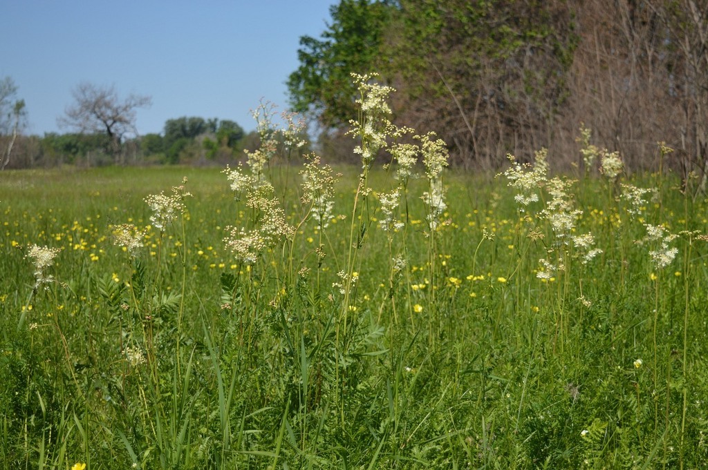 Filipendula vulgaris; photograph (c) Tatyana Sova, some rights reserved (CC BY)