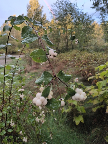 Common Snowberry