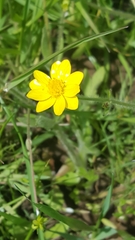 Ranunculus canus