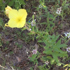 Oenothera rhombipetala