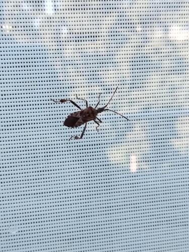 Western Conifer Seed Bug