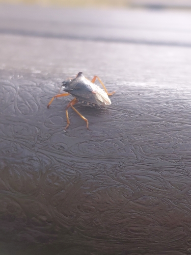 Forest Bug
