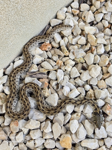 Checkered Garter Snake