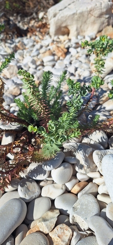 Sea Spurge