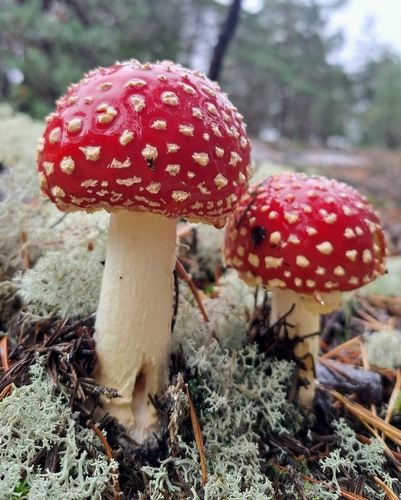 Fly Agaric