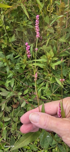 low smartweed