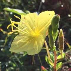 Oenothera rhombipetala