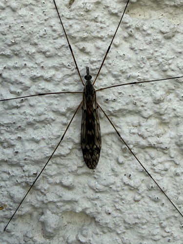 Tipula confusa
