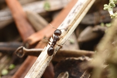 Tetramorium tsushimae