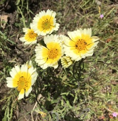 Layia gaillardioides