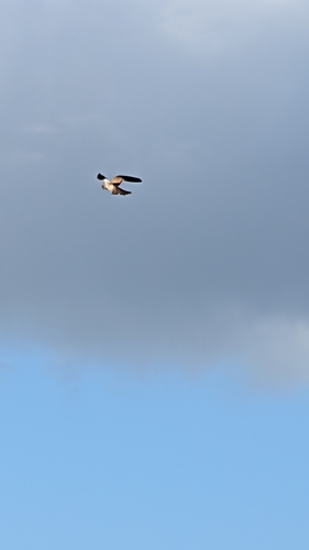 Eurasian Kestrel