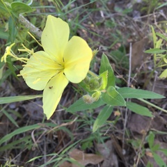 Oenothera rhombipetala