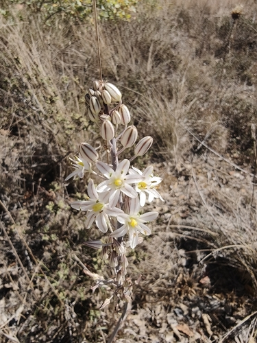 sea squill