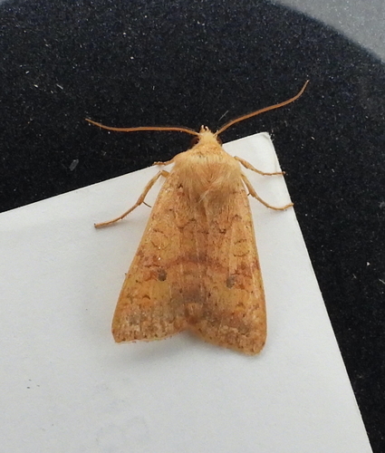 Bicolored Sallow