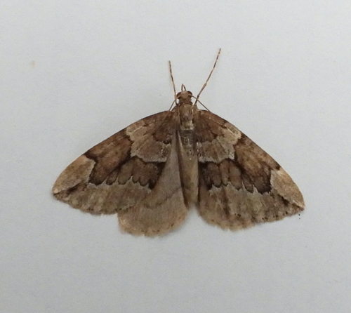 Juniper Carpet