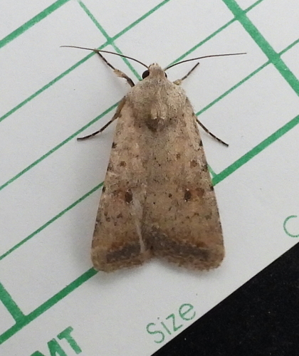 Civil Rustic Moth