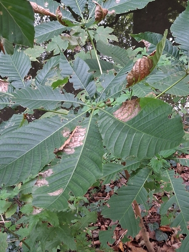horse-chestnut