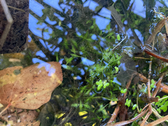 Lemna trisulca, photograph (c) Mattis, some rights reserved (CC BY)
