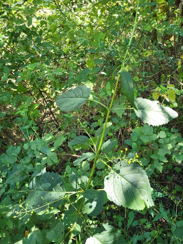 Scrophularia marilandica