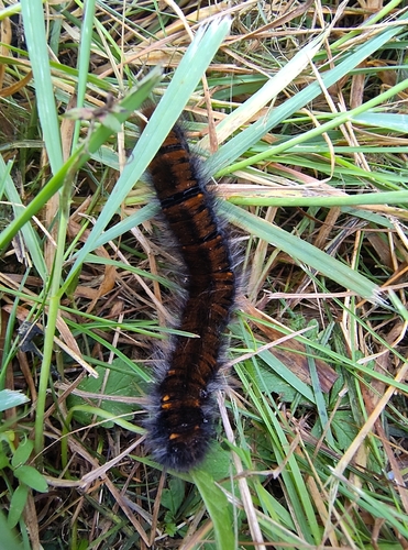 Fox Moth