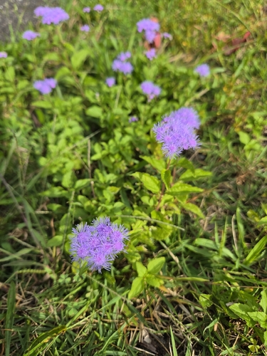 blue mistflower
