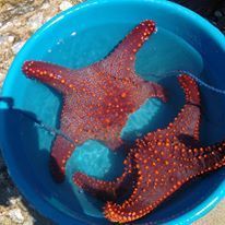 Pentaceraster cumingi