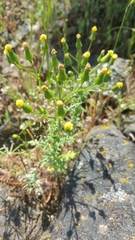 Senecio sylvaticus
