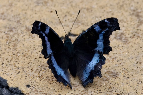Blue Admiral