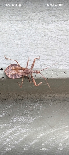 Acholla multispinosa