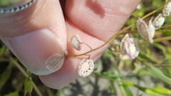 Thysanocarpus curvipes