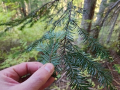 Abies amabilis, photograph author not stated, no rights reserved