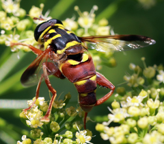 Meromacrus gloriosus