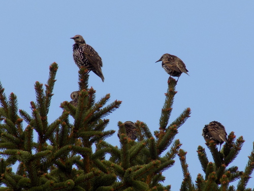 European Starling