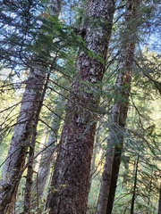 Abies amabilis, photograph author not stated, no rights reserved