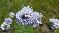 Gilia capitata
