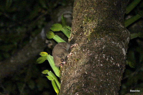 Hairy-eared Dwarf Lemur