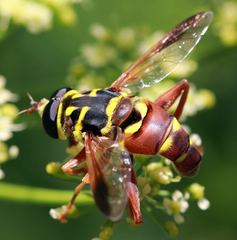 Meromacrus gloriosus