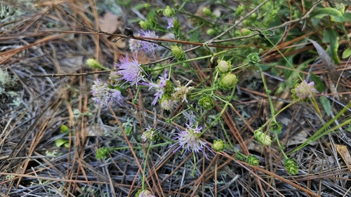 Sandywoods Chaffhead
