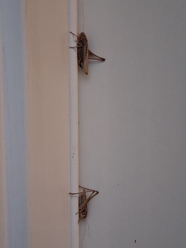 Brown-spotted Bush-cricket