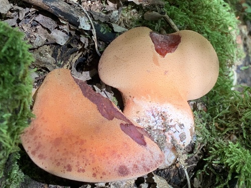 Beefsteak Polypore