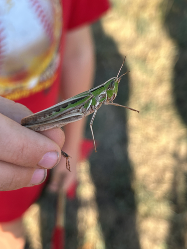 Admirable Grasshopper