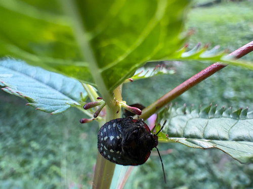 Southern Green Stink Bug