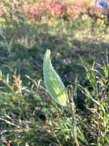 common milkweed
