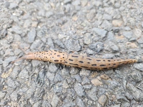 Leopard Slug