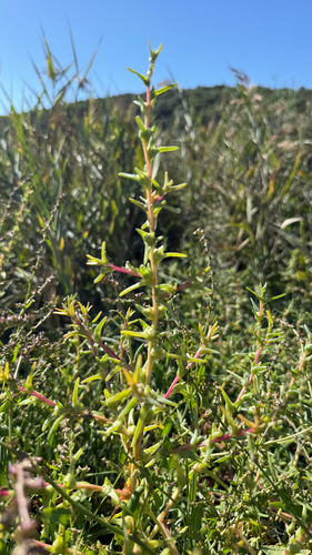fleshy Russian thistle