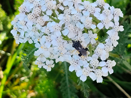 Jagged Ambush Bug