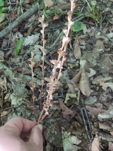 Beechdrops